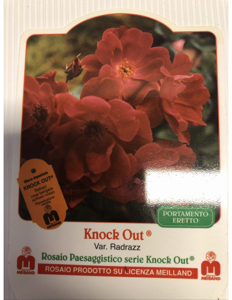 ROSA MEILLAND KNOCK OUT RADRAZZ ROSA MEILLAND KNOCK OUT RADRAZZ