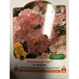 ROSA MEILLAND KNOCK OUT PINK 2