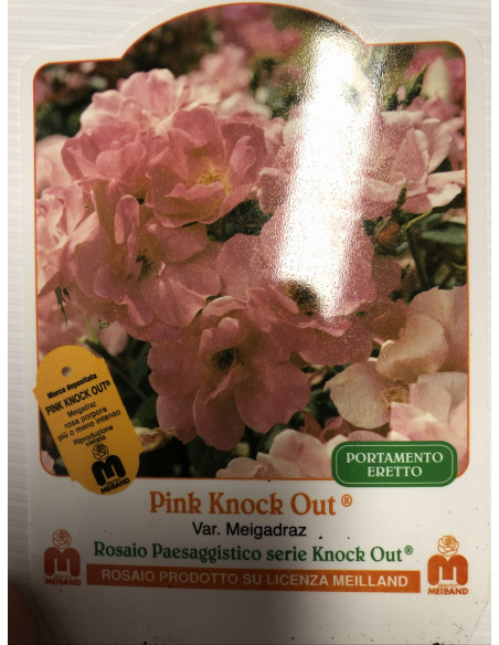 ROSA MEILLAND KNOCK OUT PINK ROSA MEILLAND KNOCK OUT PINK
