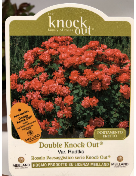 ROSA MEILLAND KNOCK OUT DOUBLE RADTKO ROSA MEILLAND KNOCK OUT DOUBLE RADTKO