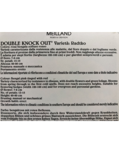 ROSA MEILLAND KNOCK OUT DOUBLE RADTKO ROSA MEILLAND KNOCK OUT DOUBLE RADTKO