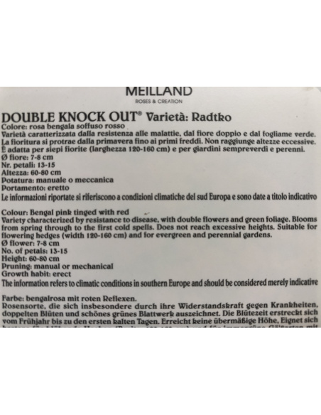 ROSA MEILLAND KNOCK OUT DOUBLE RADTKO ROSA MEILLAND KNOCK OUT DOUBLE RADTKO