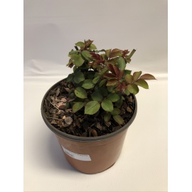 ROSA MEILLAND KNOCK OUT DOUBLE PINK