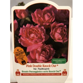 ROSA MEILLAND KNOCK OUT DOUBLE PINK 2