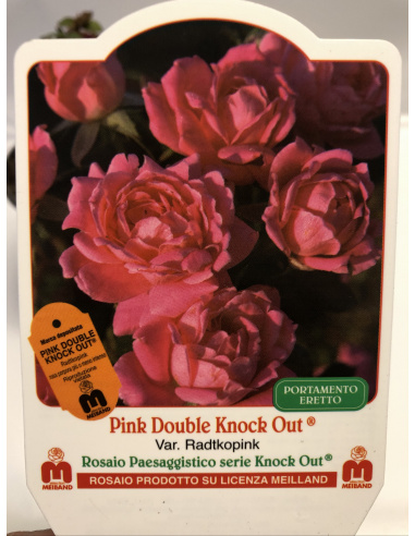 ROSA MEILLAND KNOCK OUT DOUBLE PINK ROSA MEILLAND KNOCK OUT DOUBLE PINK