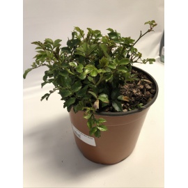 ROSA MEILLAND RED DRIFT