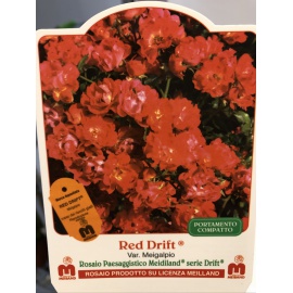 ROSA MEILLAND RED DRIFT 2