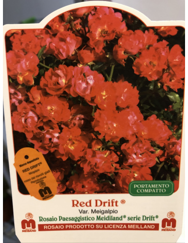 ROSA MEILLAND RED DRIFT ROSA MEILLAND RED DRIFT