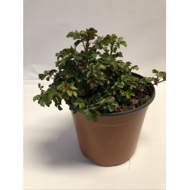 ROSA MEILLAND PEACH DRIFT