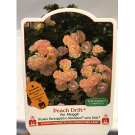 ROSA MEILLAND PEACH DRIFT 2