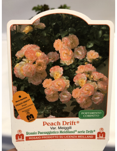 ROSA MEILLAND PEACH DRIFT ROSA MEILLAND PEACH DRIFT