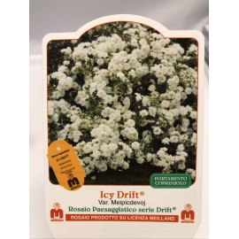 ROSA MEILLAND ICY DRIFT 2