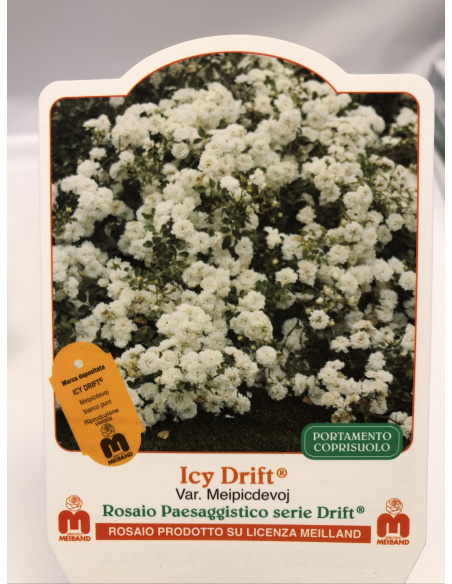 ROSA MEILLAND ICY DRIFT ROSA MEILLAND ICY DRIFT