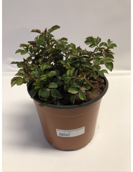 ROSA MEILLAND POPCORN DRIFT ROSA MEILLAND POPCORN DRIFT
