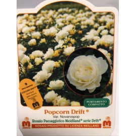 ROSA MEILLAND POPCORN DRIFT 2