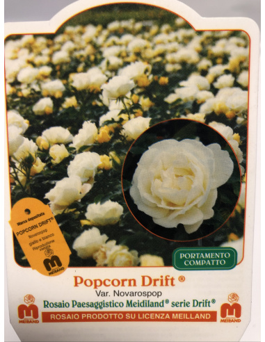 ROSA MEILLAND POPCORN DRIFT ROSA MEILLAND POPCORN DRIFT