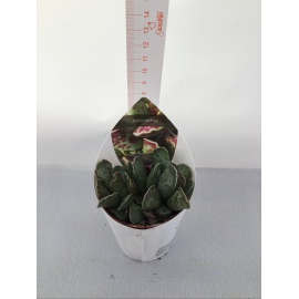 PIANTA GRASSA ADROMISCHUS V.5,5CM 