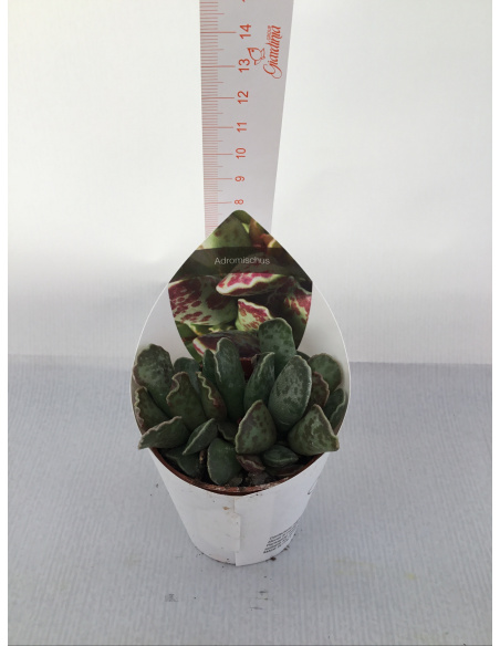 PIANTA GRASSA ADROMISCHUS V.5,5CM 