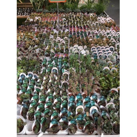 PIANTA GRASSA ADROMISCHUS V.5,5CM  2