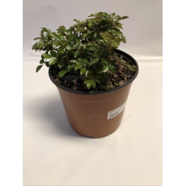 ROSA LARISSA ROSA