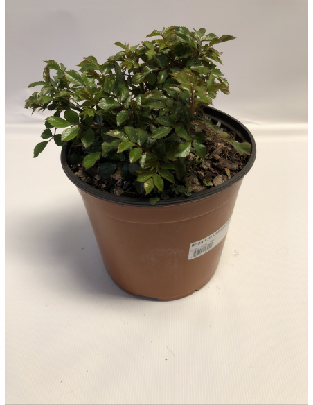 ROSA LARISSA ROSA ROSA LARISSA ROSA