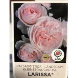 ROSA LARISSA ROSA 2