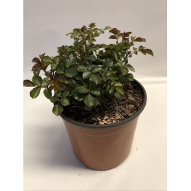 ROSA BLACK FOREST ROSSO