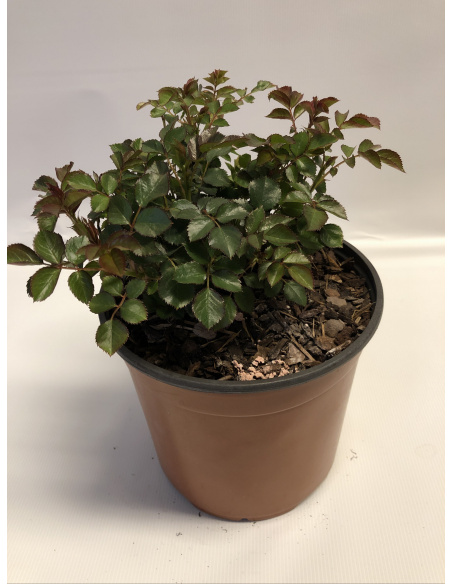 ROSA BLACK FOREST ROSSO ROSA BLACK FOREST ROSSO