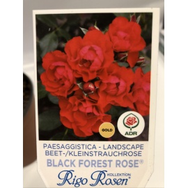 ROSA BLACK FOREST ROSSO 2