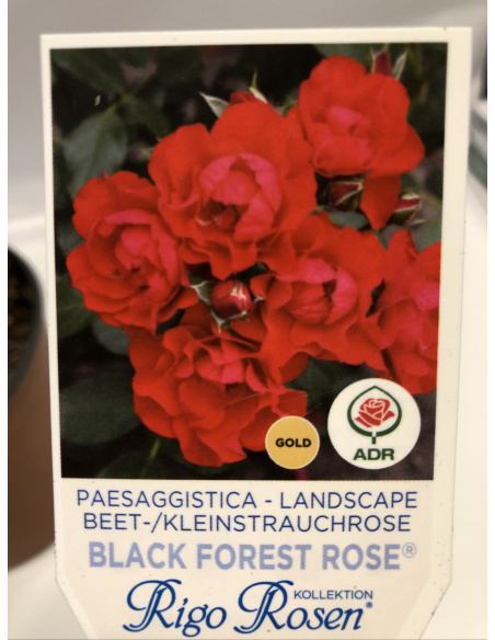 ROSA BLACK FOREST ROSSO ROSA BLACK FOREST ROSSO