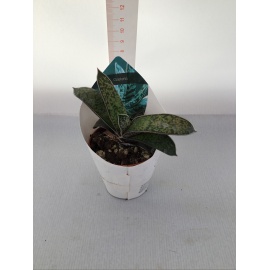 PIANTA GRASSA GASTERIA V.5,5CM 