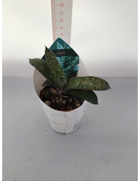 PIANTA GRASSA GASTERIA V.5,5CM 