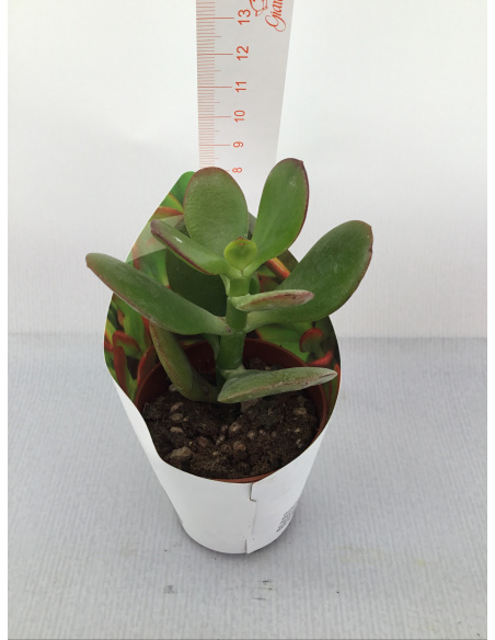 PIANTA GRASSA CRASSULA V.5,5CM 