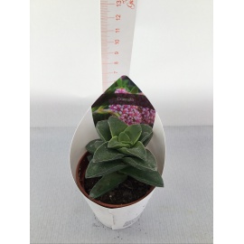 PIANTA GRASSA CRASSULA V.5,5CM 