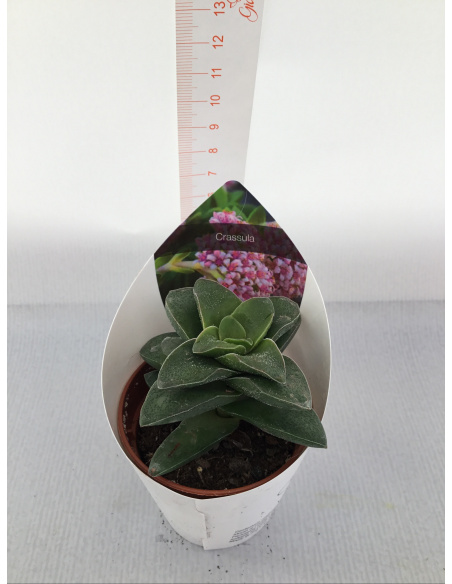PIANTA GRASSA CRASSULA V.5,5CM 