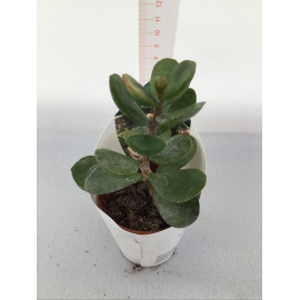 PIANTA GRASSA ADROMISCHUS V.5,5CM 