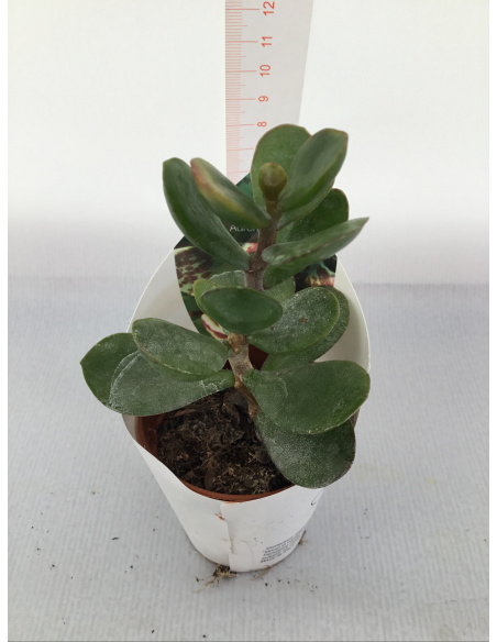 PIANTA GRASSA ADROMISCHUS V.5,5CM 