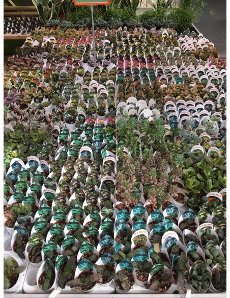 PIANTA GRASSA ADROMISCHUS V.5,5CM 