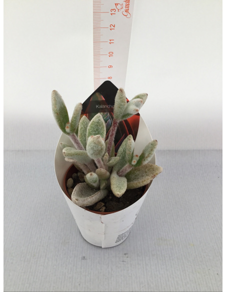 PIANTA GRASSA KALANCHOE V.5,5CM 