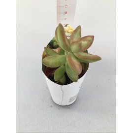 PIANTA GRASSA CRASSULA V.5,5CM 