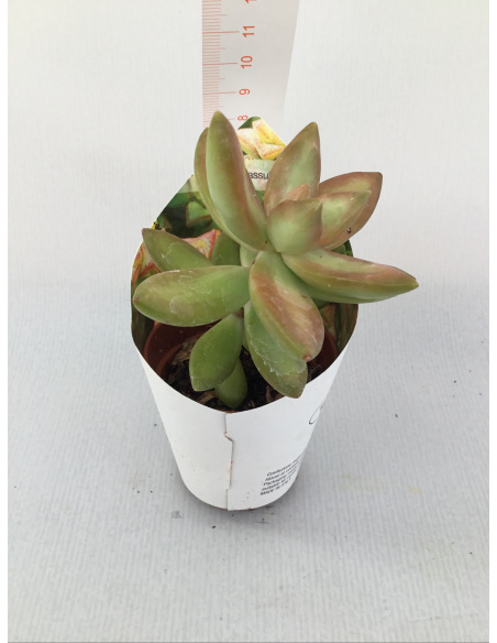 PIANTA GRASSA CRASSULA V.5,5CM 