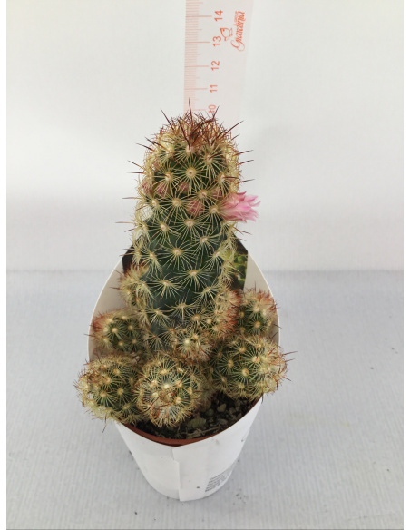 PIANTA GRASSA MAMMILLARIA V.5,5CM 