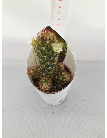 PIANTA GRASSA MAMMILLARIA FIORE BIANCO V.5,5CM 