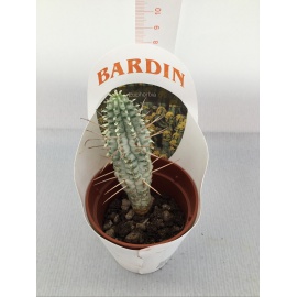 PIANTA GRASSA EUPHORBIA  V.5,5CM 