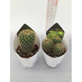 PIANTA GRASSA MAMMILLARIA V.5,5CM 