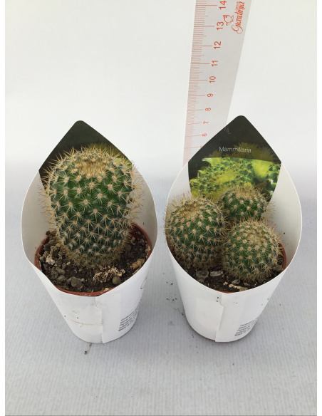 PIANTA GRASSA MAMMILLARIA V.5,5CM 
