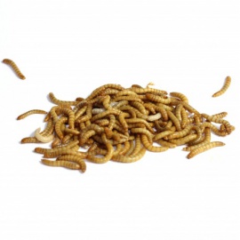 INSETTI DA PASTO TARME DELLA FARINA SCATOLA 80 GR