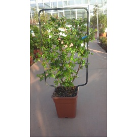 ROSA RAMPICANTE TANTAU NOSTALGICA CHIPPENDALE