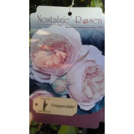 ROSA RAMPICANTE TANTAU NOSTALGICA CHIPPENDALE 2