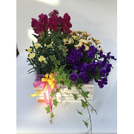 COMPOSIZIONE PIANTE FIORITE MISTE CON CASSETTA IN LEGNO 